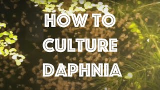 How To Culture Daphnia Magna [upl. by Beckman]