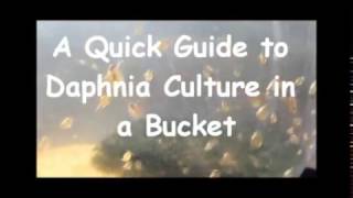 How to culture daphnia outside [upl. by Aleel]