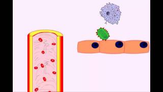 USMLE Animated Immunology  Infection amp Acute Inflammation  Monocytes amp Macrophages [upl. by Weixel509]