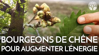 quotFort comme un chênequot  une histoire de bourgeons [upl. by Akinna]