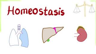 Homeostasis  How Your Body Keeps its Balance  Physiology Series [upl. by Ewolram]