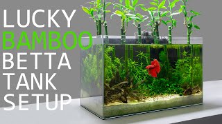 Building a Lucky Bamboo Betta Aquarium [upl. by Atsedom]