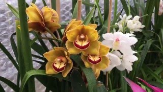 Cymbidiums—blooms and care [upl. by Danielson745]