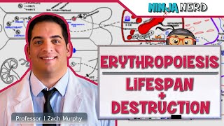 Respiratory  Regulation of Breathing Respiratory Centers Part 1 [upl. by Anneirda]