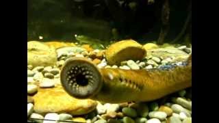 Sea lamprey Petromyzon marinus [upl. by Baoj161]