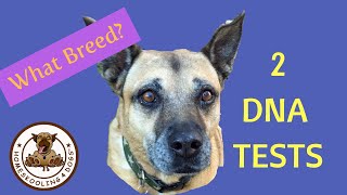 DNA Breed Test Comparison Widsom Panel vs Embark [upl. by Croft315]