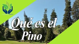 Pino todo sobre este Árbol increíble [upl. by Ettennek]