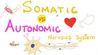 Somatic vs Autonomic Nervous System  Physiology [upl. by Andrews]