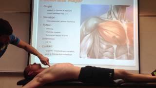 Pectoralis Major Palpation Manual Therapy and Stretch [upl. by Myrt]