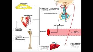 Lipidsoluble hormones steroid hormones [upl. by Frankhouse]