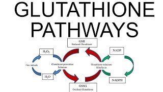 Glutathione Pathways [upl. by Hescock630]