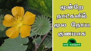 மூன்றே நாட்களில் மூல நோய் குணமாக  Thuthi ilai uses in Tamil  Abutilon Indicum for Piles [upl. by Anilrahc]