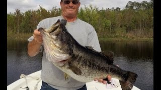 Shiner Fishing For Big Trophy Bass 46 Lbs Five Fish Limit [upl. by Sinnylg7]