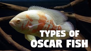 Types of Oscar Fish [upl. by Obrien]