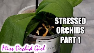 Rejuvenating stressed Orchids Part 1  Limp leathery leaves [upl. by Enaujed370]