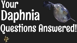 Daphnia Questions Answered [upl. by Marlane]