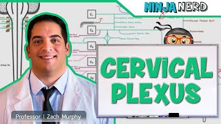 Neurology  Cranial Nerves Overview [upl. by Leela]