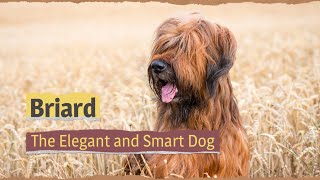 Briard – The Elegant and Smart Dog [upl. by Fast]