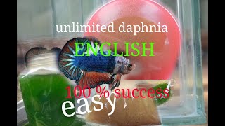 daphnia moina culture Easy way Unlimited production English  with sub Green water Chlorella [upl. by Essam979]