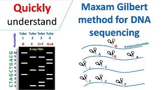 Maxam Gilbert sequencing [upl. by Eamaj81]