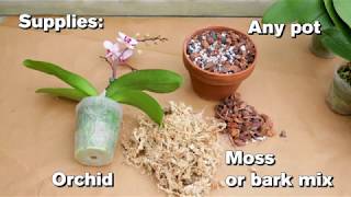 How to Repot an Orchid [upl. by Maribel80]