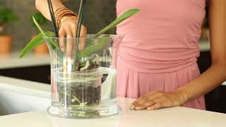 How do I water my Phalaenopsis Orchid [upl. by Enitsej975]