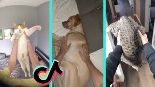 Wakey wakey it’s time for school meme pets tiktok compilation [upl. by Ennairda]