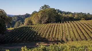 Five Amazing Napa Valley Wineries [upl. by Nylekcaj696]