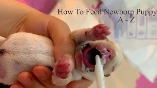 How to feed newborn puppy [upl. by Ushijima]