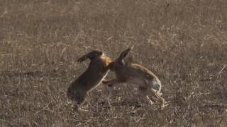 Two European hares Lepus europaeus boxing in a field Germany March [upl. by Yasnil885]