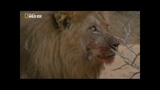 Documental de Leones  National Geographic Documentales  EL REY DE LA MANADA [upl. by Selby]