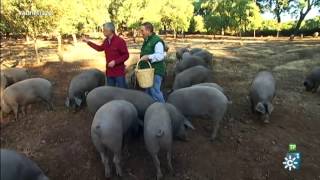 Andalucía Directo  Dehesa Cerdo ibérico [upl. by Leodora]