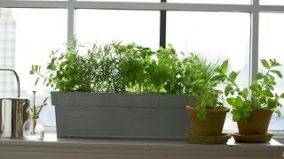 Kitchen Windowsill Herbs  Martha Stewart [upl. by Benedix204]