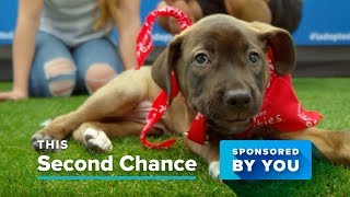 PetSmart Charities Sponsored by You [upl. by Salisbarry880]