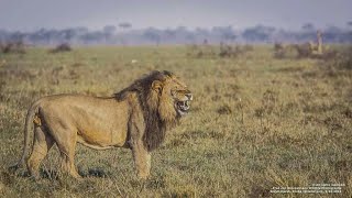 El Rey Africano  Documental de Leones [upl. by Eibbil]