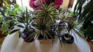 Dracaena Plant Care What to Know [upl. by Tallie]