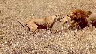 Leonas Atacan a León  Pelea Salvaje [upl. by Katrine]