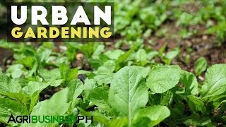 Urban Gardening  Best Practices in Urban Gardening  Agribusiness Philippines [upl. by Hbahsur]