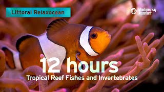 12 Hours Of Tropical Coral Reef Fishes At Monterey Bay Aquarium  Littoral Relaxocean [upl. by Geralda]