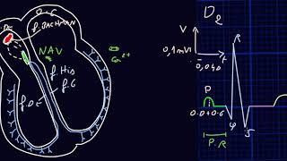 ECG  Introduction  Docteur Synapse [upl. by Letnohs]