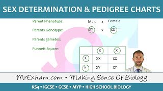 Sex Determination and Pedigree Charts  GCSE Biology 91 [upl. by Booze815]