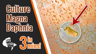 How to culture DAPHNIA MAGNA  The easy way [upl. by Fanchon319]