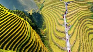 CHINAS UNBELIEVABLE RICE TERRACES TURNED INTO STUNNING TOURIST ATTRACTIONS [upl. by Agnella]