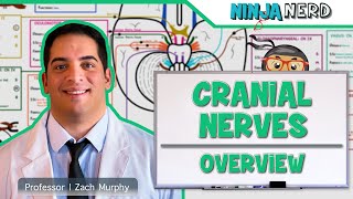 Neurology  Cranial Nerves Overview [upl. by Wellington]