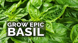 8 Tips to Grow Better Basil [upl. by Able]