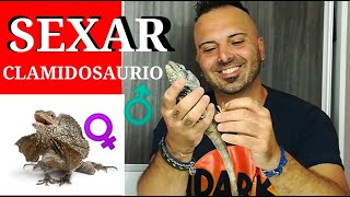 COMO SEXAR CLAMIDOSAURIO [upl. by Komara]