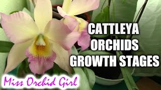 Growth stages of Cattleya orchids [upl. by Anoiuq]