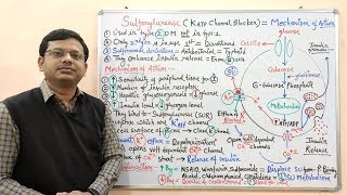 Diabetes Mellitus Part10 Mechanism of Action of Sulfonylurease  Antidiabetic Drugs  Diabetes [upl. by Gretal]