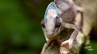 Democratic Republic of Congo  National Geographic [upl. by Rennob951]