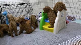 Labradoodle puppies playing [upl. by Hassadah]